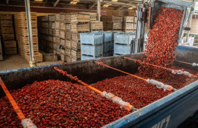 ep imagen de la carga de los tomates en bunol para la tomatina