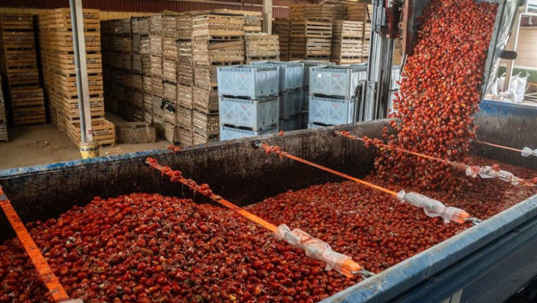 ep imagen de la carga de los tomates en bunol para la tomatina ep imagen de la carga de los tomates en bunol para la tomatina