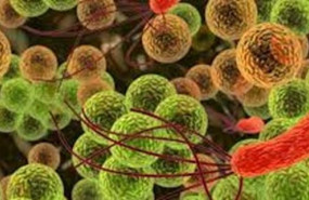 ep imagen de microbiota digestiva