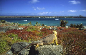 ep islas galapagos iguana
