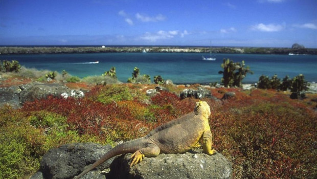 ep islas galapagos iguana