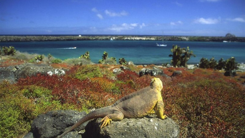 Islas Galápagos. Iguana | THINKSTOCK - Archivo ep islas galapagos iguana