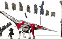 ep paleontologos espanoles descubrennueva especiedinosaurio sauropodoportugal ep paleontologos espanoles descubrennueva especiedinosaurio sauropodoportugal
