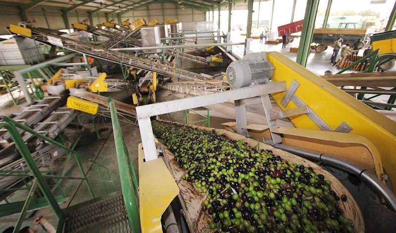 ep una almazara en pleno proceso de produccion del aceite de oliva