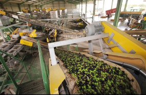 ep una almazara en pleno proceso de produccion del aceite de oliva