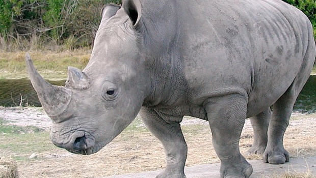 rinoceronte blanco peru