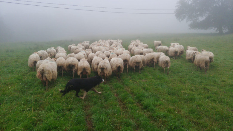 1585574098 3 bizkaigane7