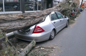 coche seguros portada arbol
