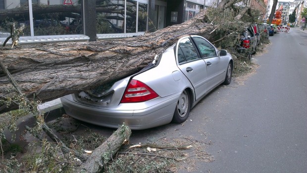 coche seguros portada arbol