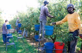 ep archivo   inmigrantes trabajando en un campo en catalunya