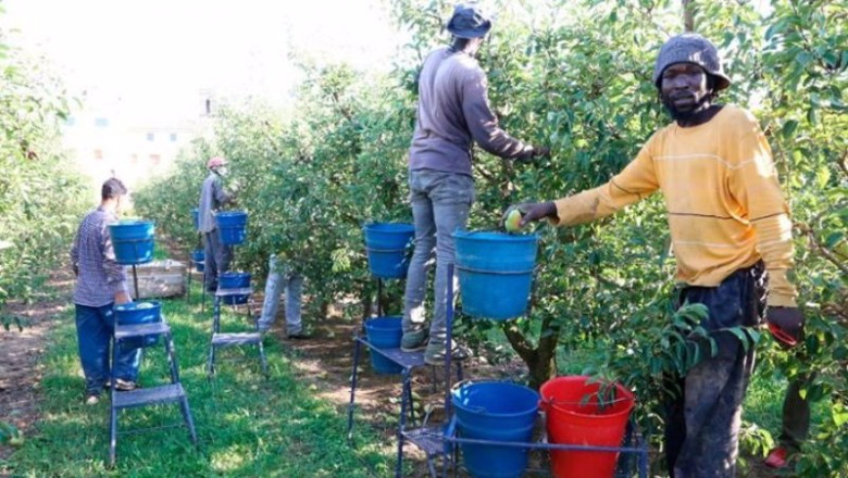 ep archivo inmigrantes trabajando en un campo en catalunya ep archivo inmigrantes trabajando en un campo en catalunya