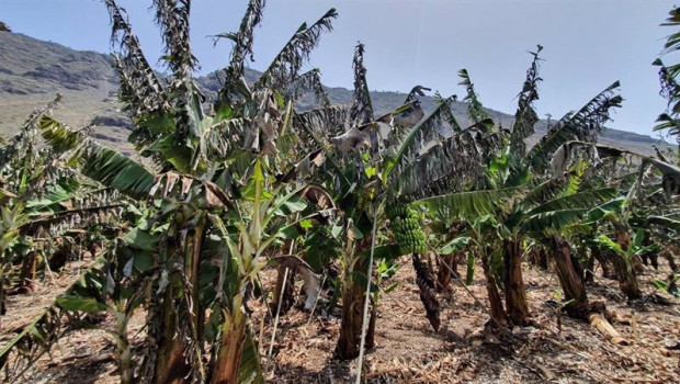 ep archivo   ola de calor en la palma