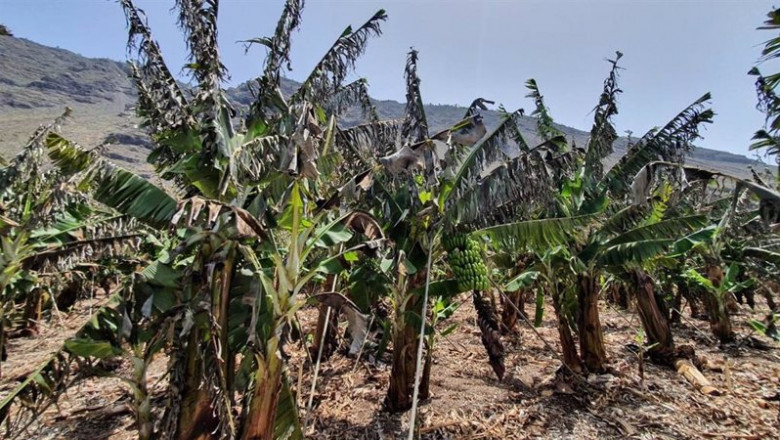 Archivo - Ola de calor en La Palma | CEDIDO POR AGROSEGURO - Archivo ep archivo ola de calor en la palma