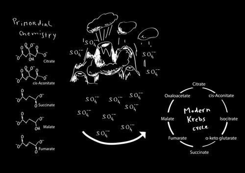 Ciclo de Krebs | THE FRANCIS CRICK INSTITUTE ep ciclokrebs