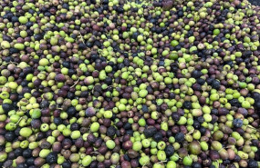 ep la almazara del cabildo de fuerteventura continua molturando aceituna de la campana de 2023