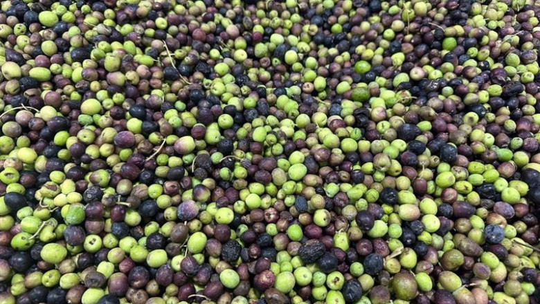 ep la almazara del cabildo de fuerteventura continua molturando aceituna de la campana de 2023 ep la almazara del cabildo de fuerteventura continua molturando aceituna de la campana de 2023