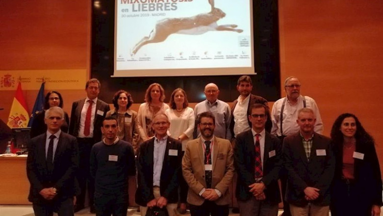 ep la fundacion artemisan celebra una jornada para analizar la situacion de la liebre en espana por ep la fundacion artemisan celebra una jornada para analizar la situacion de la liebre en espana por