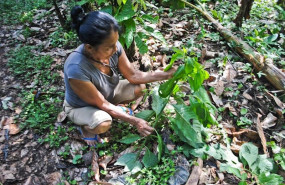 ep una mujer kichwa muestra lenchig vernonanthura patens kunth h rob familia asteraceae creciendo en