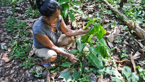 ep una mujer kichwa muestra lenchig vernonanthura patens kunth h rob familia asteraceae creciendo en