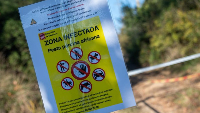 ep zona en cuarentena por la peste porcina africana en cerdanyola del valls a 1 de diciembre de 2025