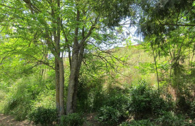 ep archivo   arboles