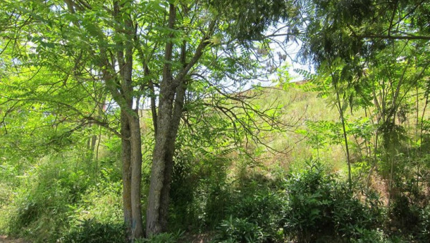 ep archivo   arboles