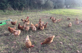 ep archivo   gallinas en un campo