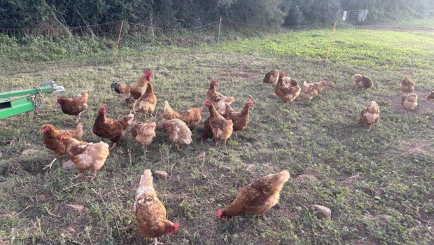 ep archivo   gallinas en un campo