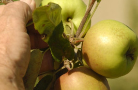 ep archivo   tigacion antidumping sobre las importaciones de manzanas procedentes de eeuu