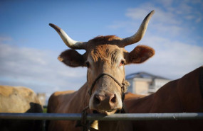 ep archivo   una vaca durante la tercera edicion de la feria en defensa del ganado de montana