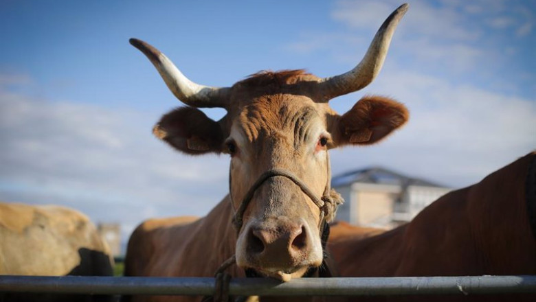ep archivo una vaca durante la tercera edicion de la feria en defensa del ganado de montana ep archivo una vaca durante la tercera edicion de la feria en defensa del ganado de montana