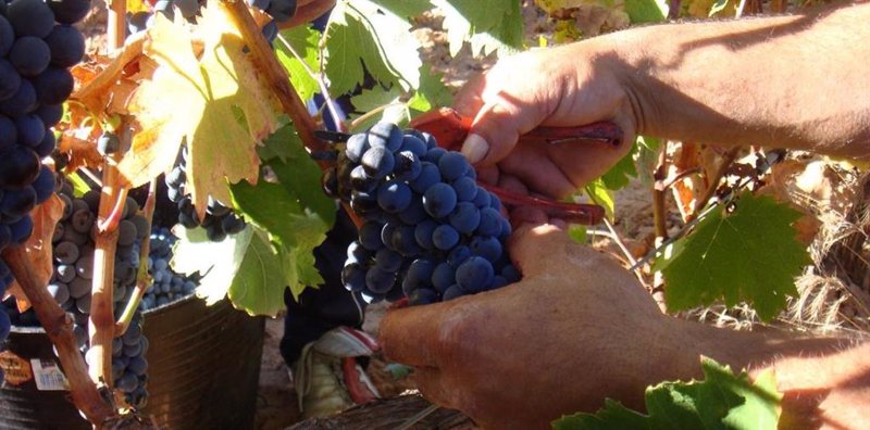 ep archivo   vendimia en ribera del duero