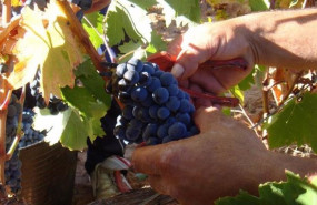 ep archivo   vendimia en ribera del duero