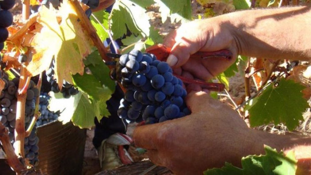 ep archivo   vendimia en ribera del duero