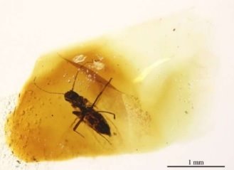 ep mosca ceratopogonida aislada hallada en ambar en australia ep mosca ceratopogonida aislada hallada en ambar en australia