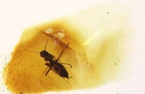 ep mosca ceratopogonida aislada hallada en ambar en australia