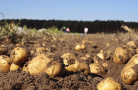 ep patatas gallegas en un campo de cultivo