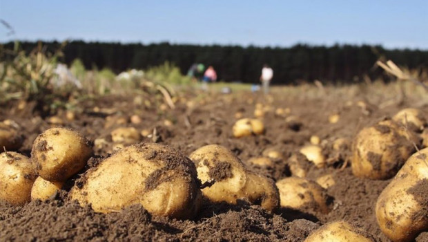 ep patatas gallegas en un campo de cultivo