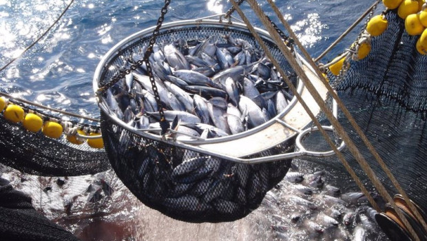 ep archivo   pesqueria de cerco de atun
