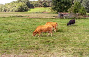 ep archivo   vacas pastando en el campo