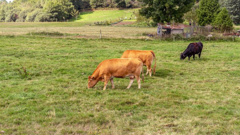 Archivo - Vacas pastando en el campo | UNIÓN DE UNIONES - Archivo ep archivo vacas pastando en el campo