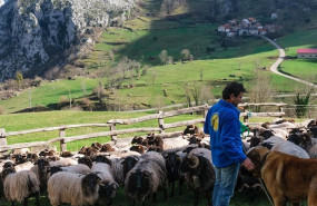 ep ganado caprino en picos de europa