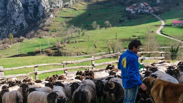 ep ganado caprino en picos de europa