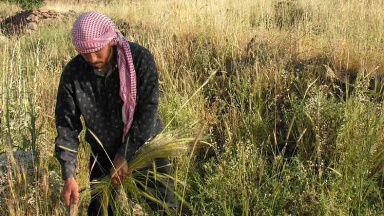 El incremento del paro agrario en julio desvela que los trabajdores están dejando el sector, según CCOO | CSIC/ARCHIVO ep incrementoparo agrariojulio desvelalos trabajdores estan dejandosector segun ccoo