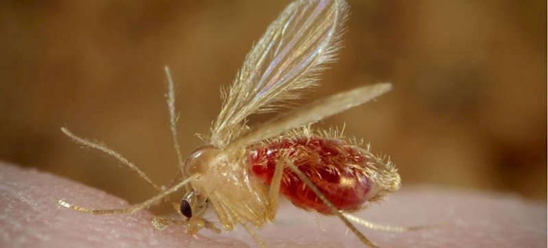 Mosquito transmisor de la leishmaniasis | CDC, DIVISIÓN DE ENFERMEDADES PARASITARIAS ep mosquito transmisor de la leishmaniasis