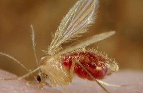 ep mosquito transmisor de la leishmaniasis