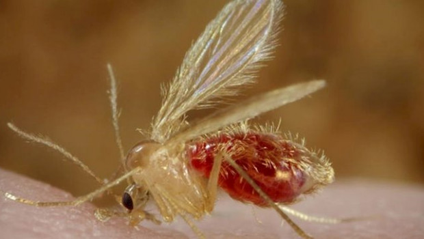 ep mosquito transmisor de la leishmaniasis