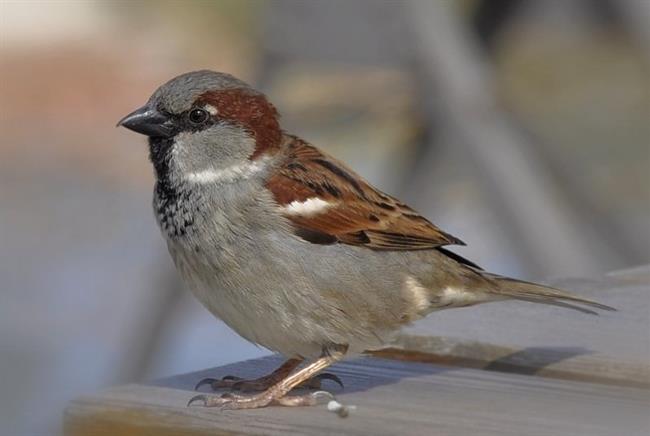Sperling (piqs.De ID: 94ddc7167a0031c7d63e96820f11b57f) | ADAMO/SEO BIRDLIFE ep sperling piqsde id 94ddc7167a0031c7d63e96820f11b57f