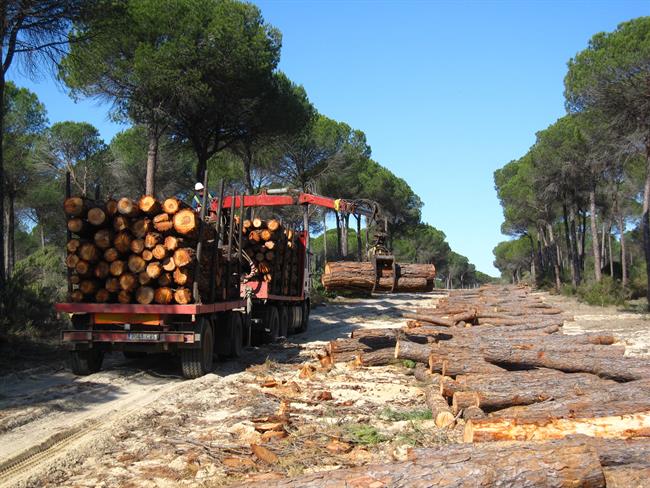 ep trabajosmontes publicos andaluces