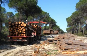 ep trabajosmontes publicos andaluces